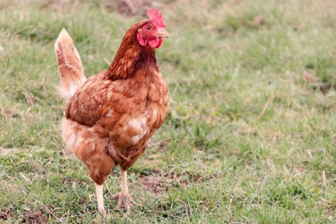 Chicken